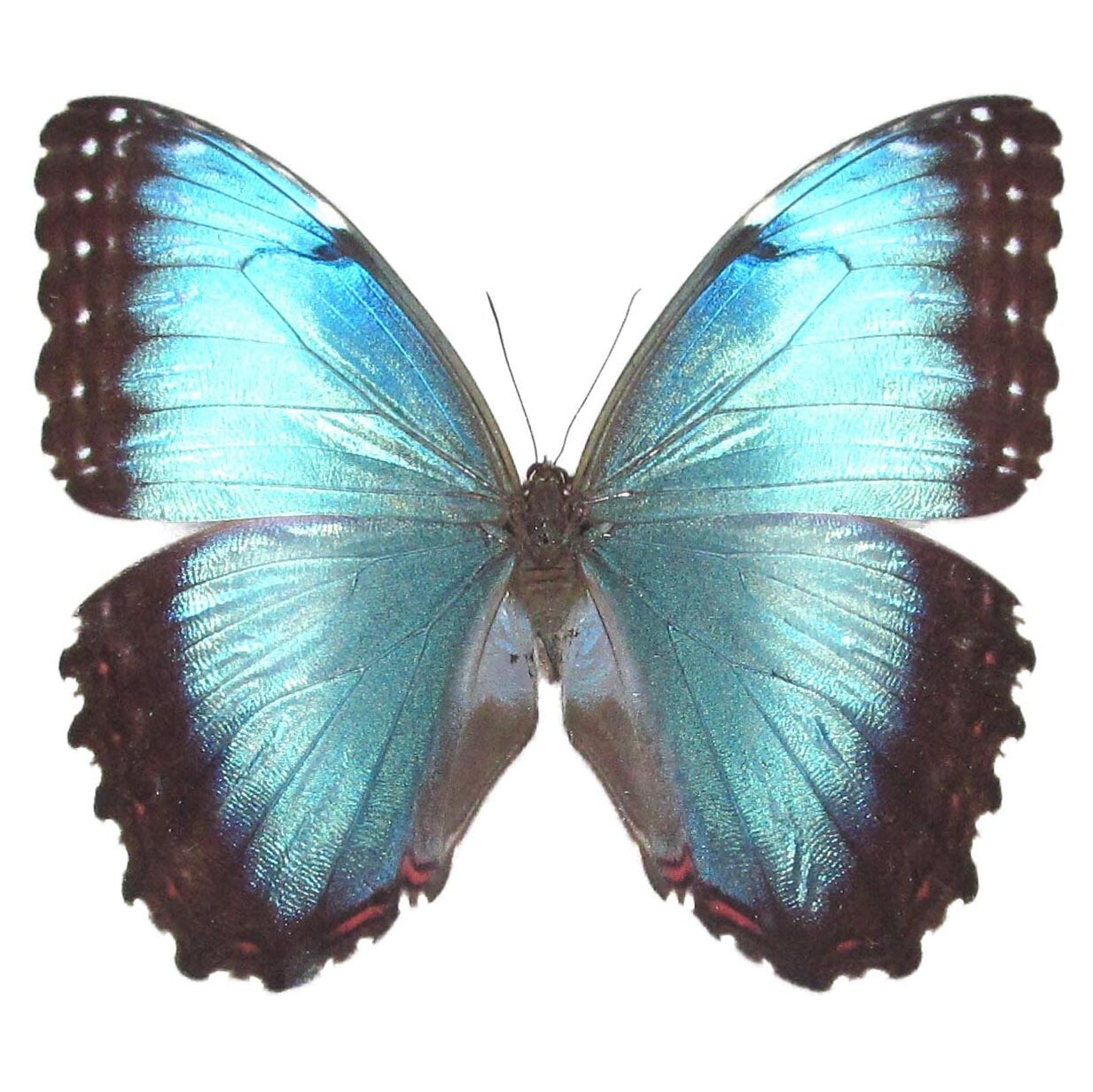 Morpho peleides FEMALE blue butterfly Costa Rica UNMOUNTED/WINGS CLOSED