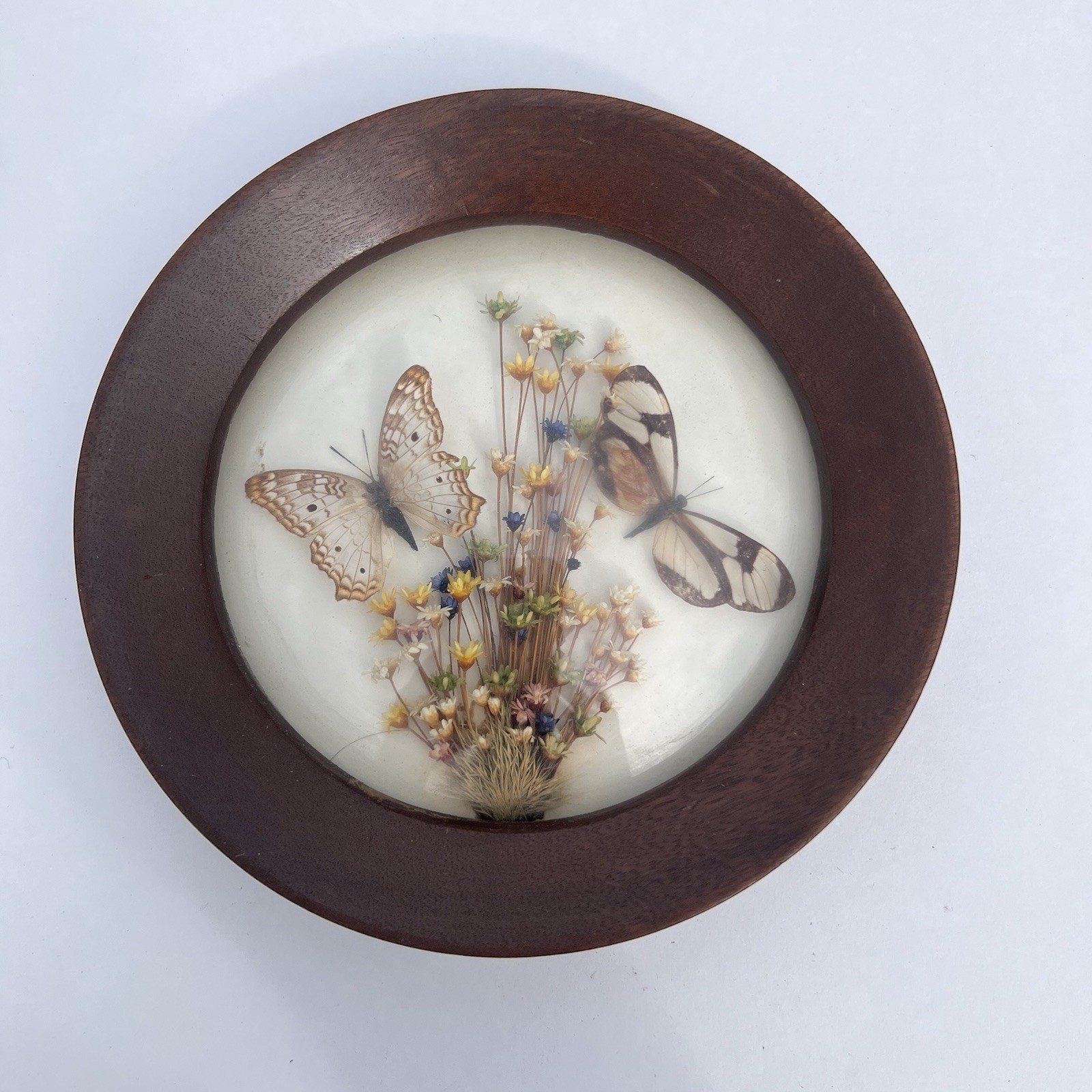 Vintage Real Butterflies & Dried Flowers Incased in Domed Glass Round Wood Frame