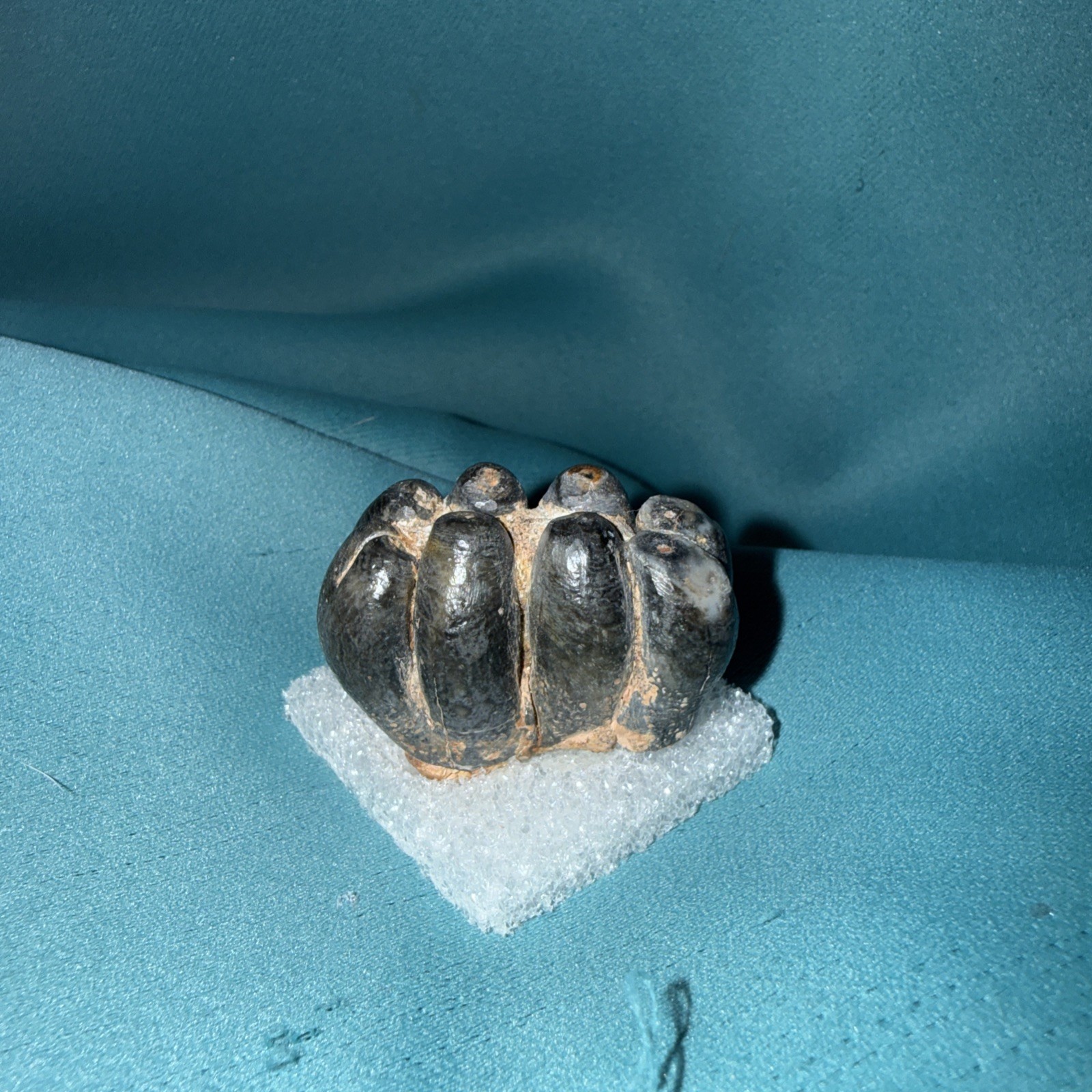 Desmostylus Teeth Miocene Era Prehistoric Hippopotamus Desmostylus Teeth Miocene Era Prehistoric Hippopotamus