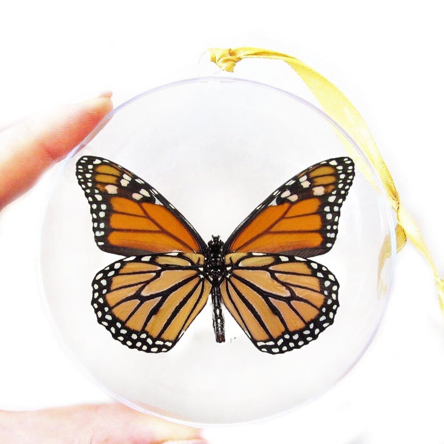 Danaus plexippus verso REAL ORANGE MONARCH BUTTERFLY CHRISTMAS ORNAMENT GIFT USA