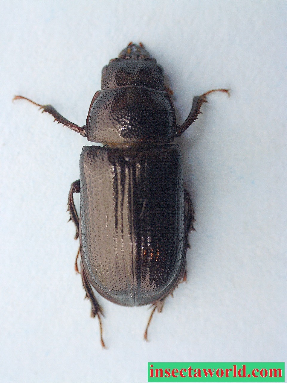 Lucanidae Ceruchus piceus USA (Pennsylvania) female Lucanidae Ceruchus piceus USA (Pennsylvania) female