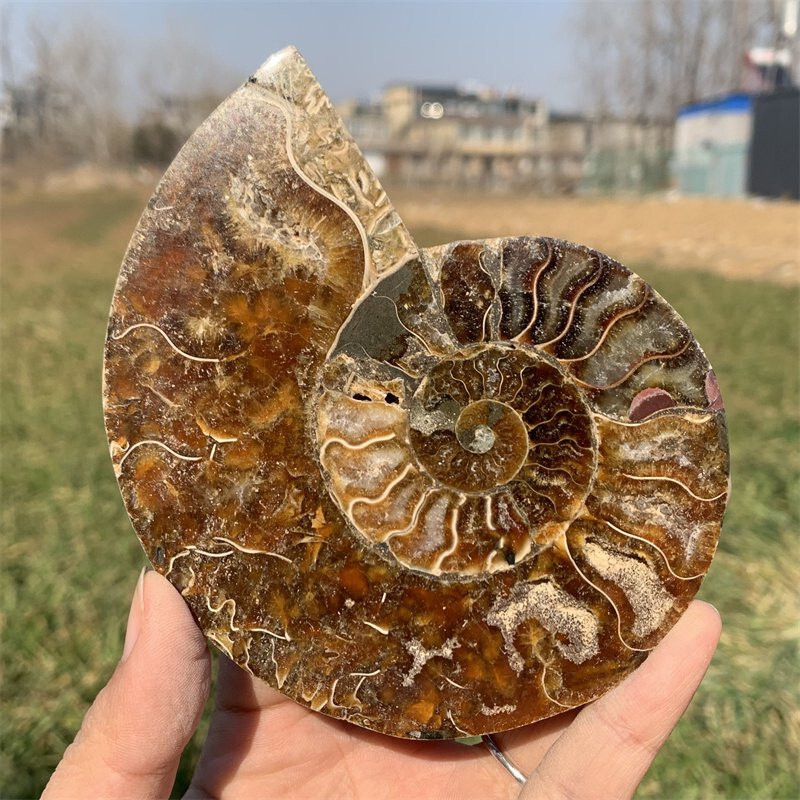 TOP 200G+ Natural Ammonite fossil Conch Crystal specimen Reiki healing Gift 1pc