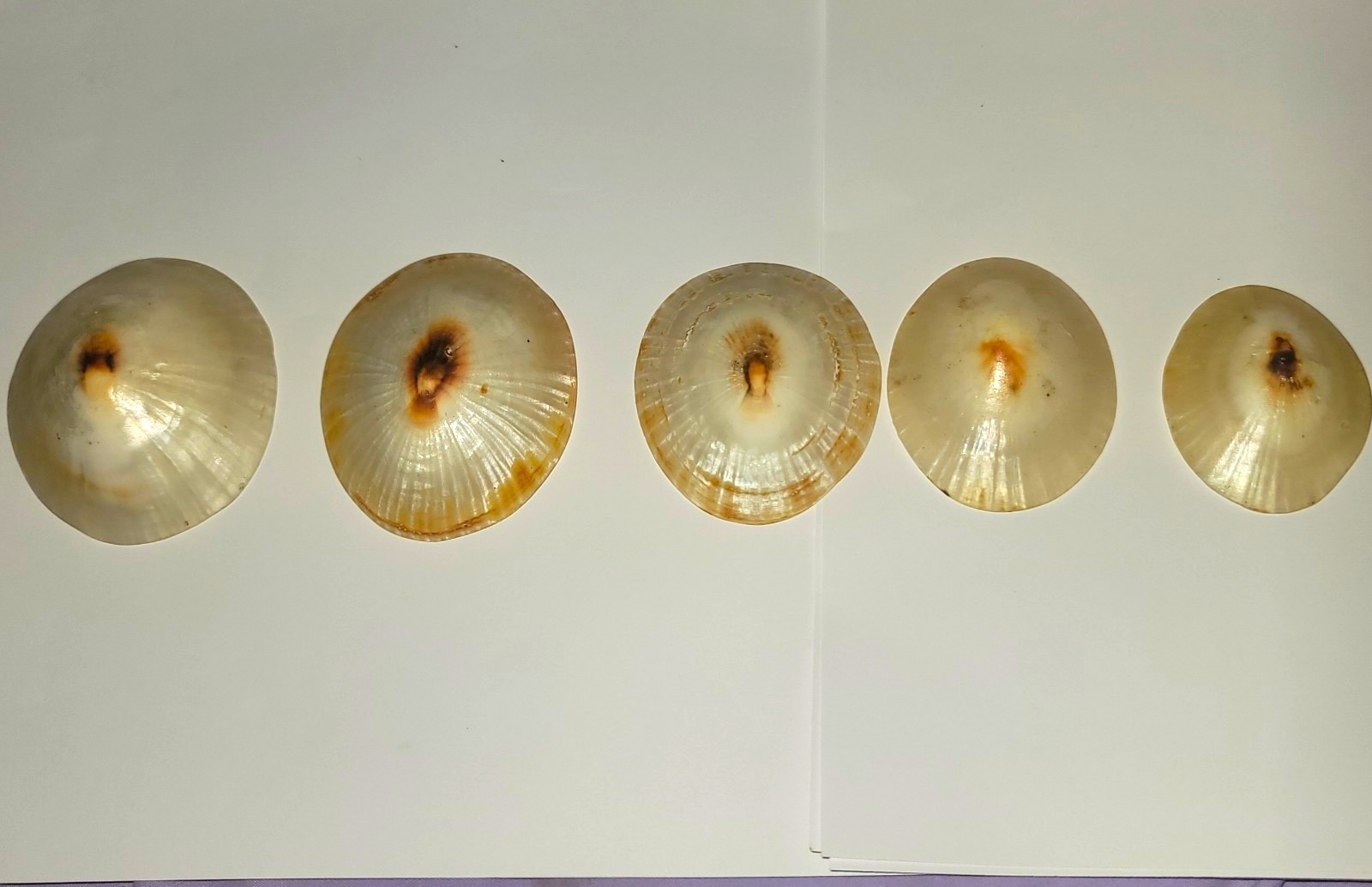 Premium Polished Hawaiian Opihi Shell Collection - 5pc Rare Large & Jumbo Kuele