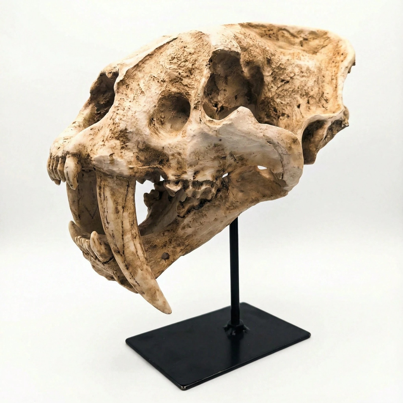 Saber Tooth Cat Skull Replica on Black Display Stand for Desk and Shelf Decor