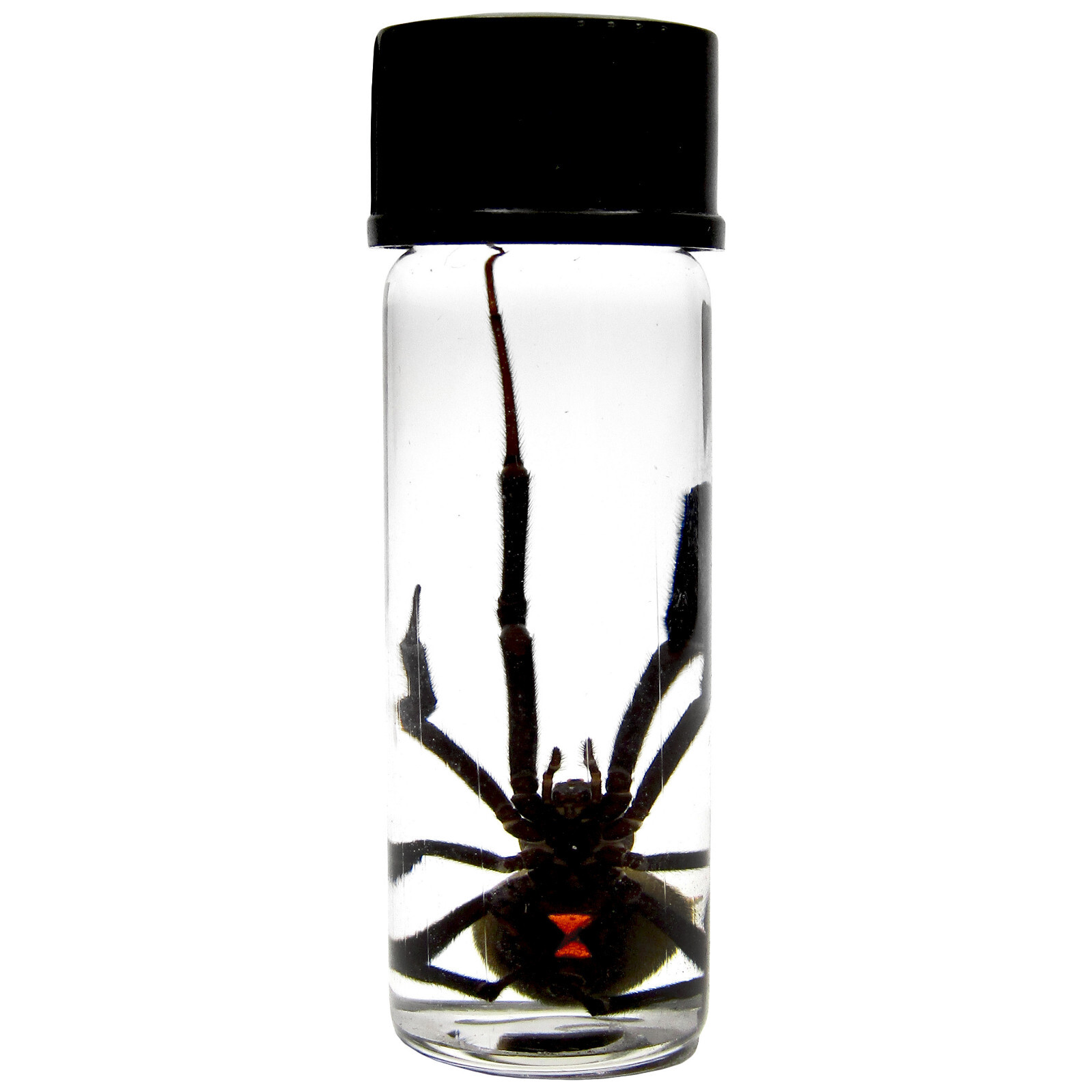 LATRODECTUS sp. wet specimen BLACK WIDOW PRESERVED SPIDER 2in VIAL LATRODECTUS sp. wet specimen BLACK WIDOW PRESERVED SPIDER 2in VIAL