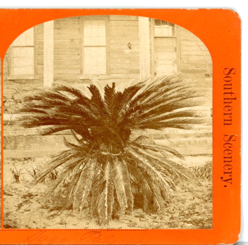 Florida, Sago Palms Near Palatka--Orvis Stereoview H93 Florida, Sago Palms Near Palatka--Orvis Stereoview H93