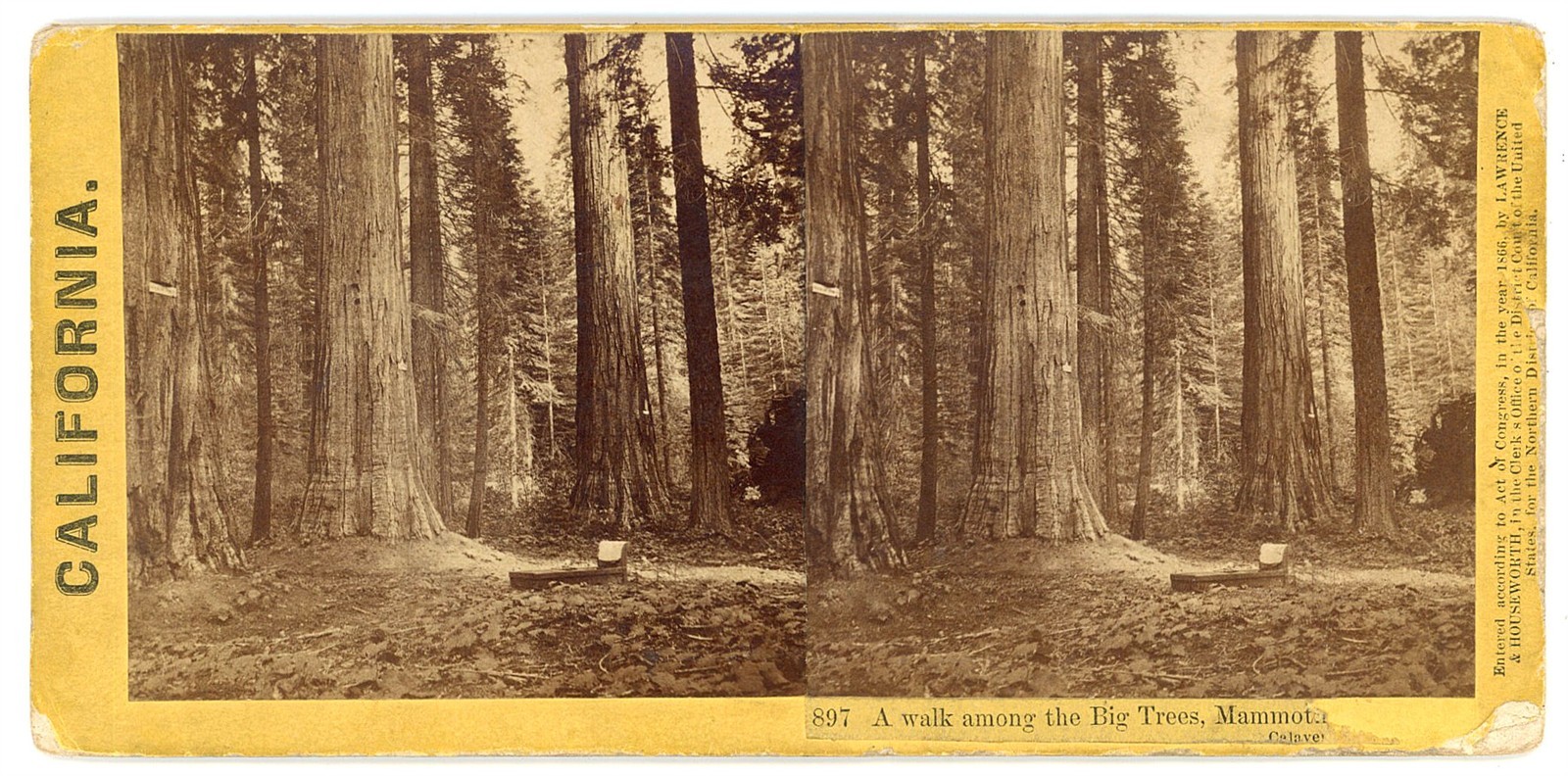 CALIFORNIA STEREOVIEW - Calaveras Big Trees - Lawrence & Houseworth 1860s