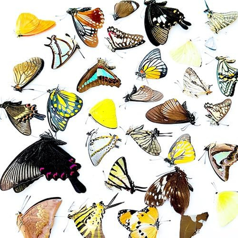10 Pcs Real Butterfly Specimen - Taxidermy Butterfly DIY Creative Production