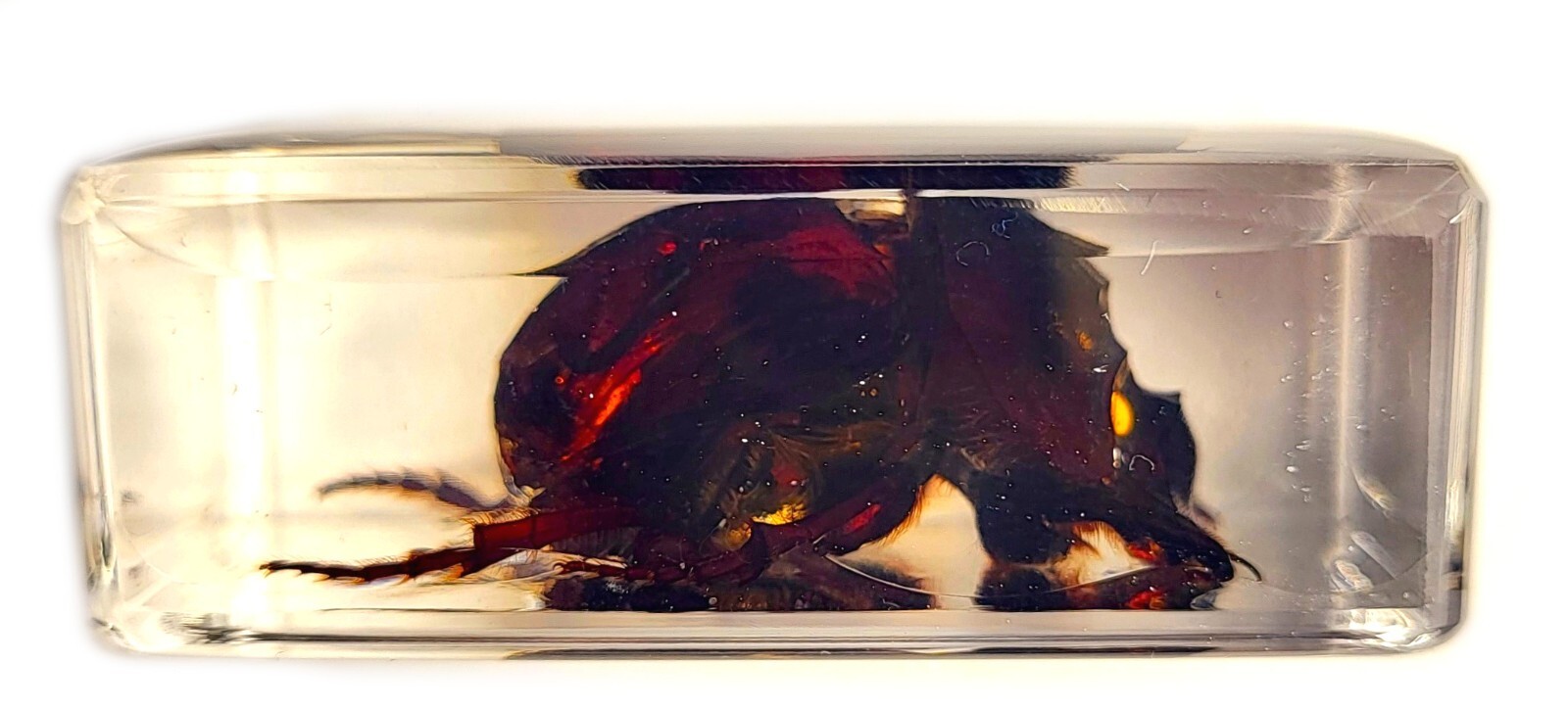 44mm Real Dung Beetle in Crystal Clear Lucite Resin Science Education Specimen