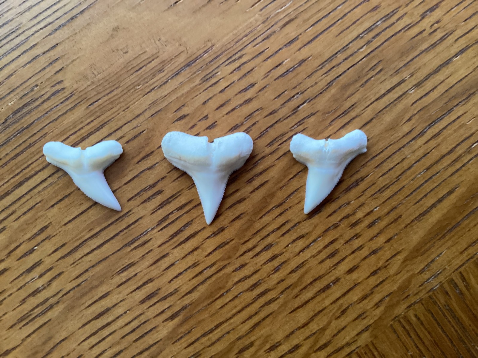 3 Excellent Hammerhead shark teeth - Modern day - 3/4\