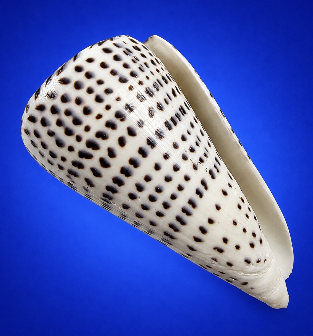 Large Conus leopardus 105.1mm Leopard Cone Shell Indo-Pacific Specimen