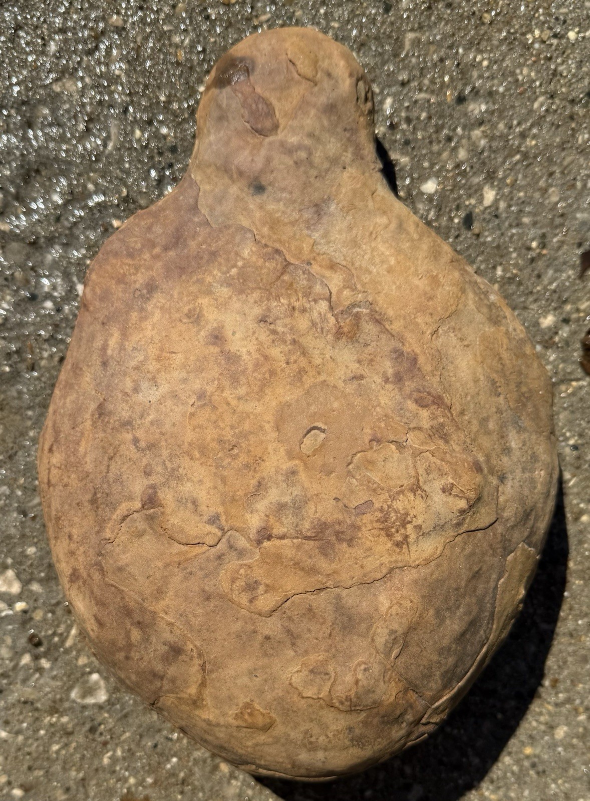Large Fossilized Indiana Not Mazon Creek Ironstone Mudstone Concretion 10.5 Lbs
