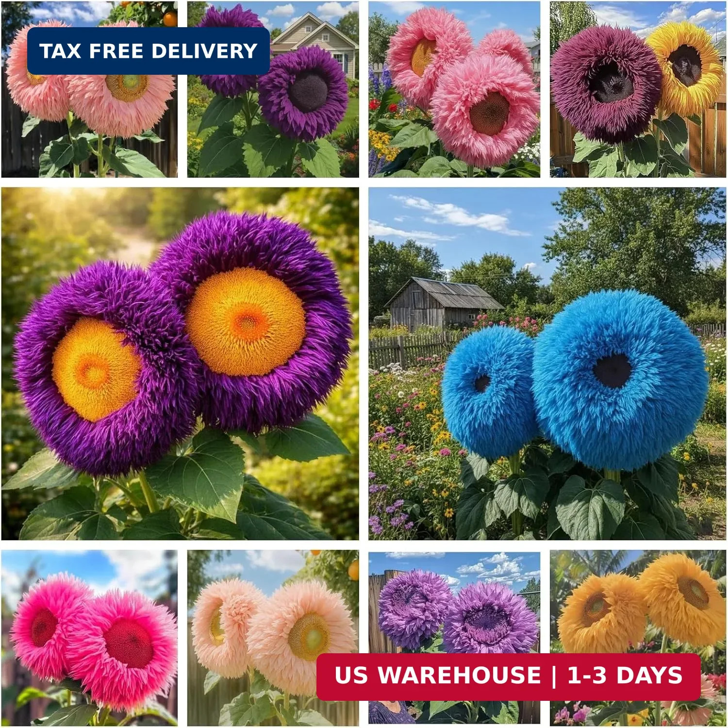 700+ Sunflower Seeds for Planting - Giant Teddy Bear Sunflower Heirloom Non-GMO