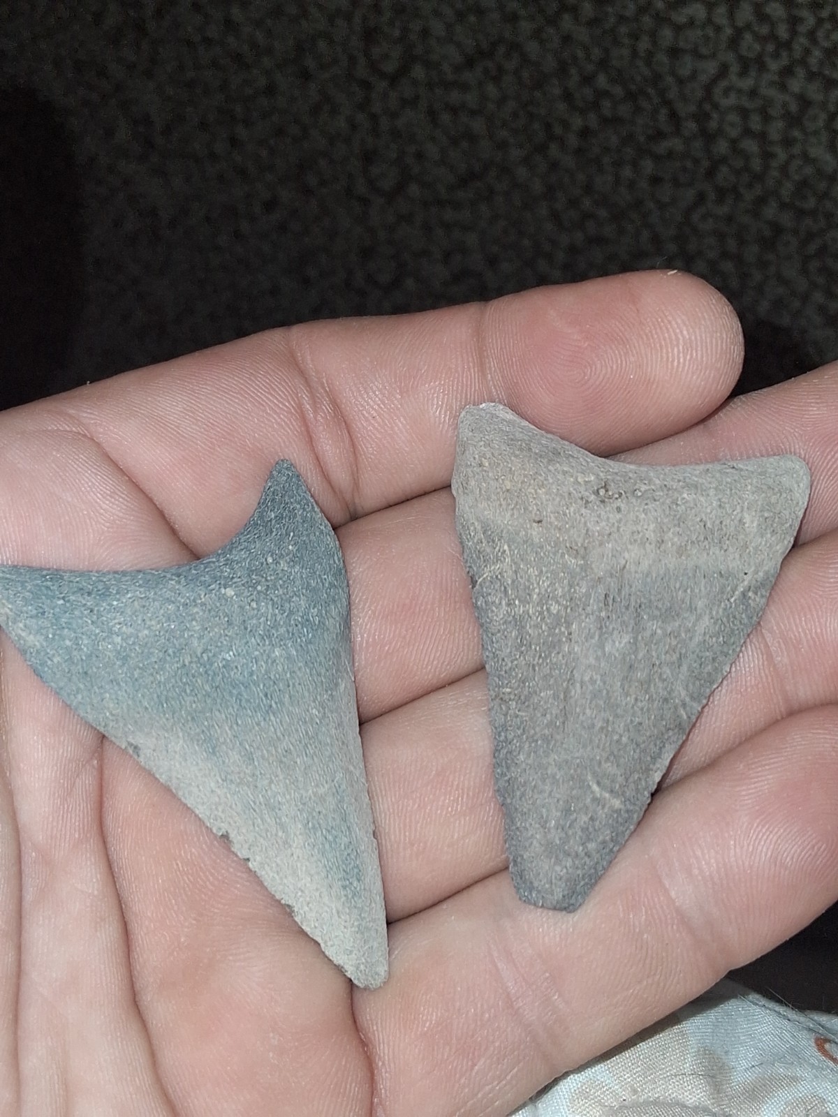 2 MEGALODON TEETH ODDITY WIERD DISEASED 