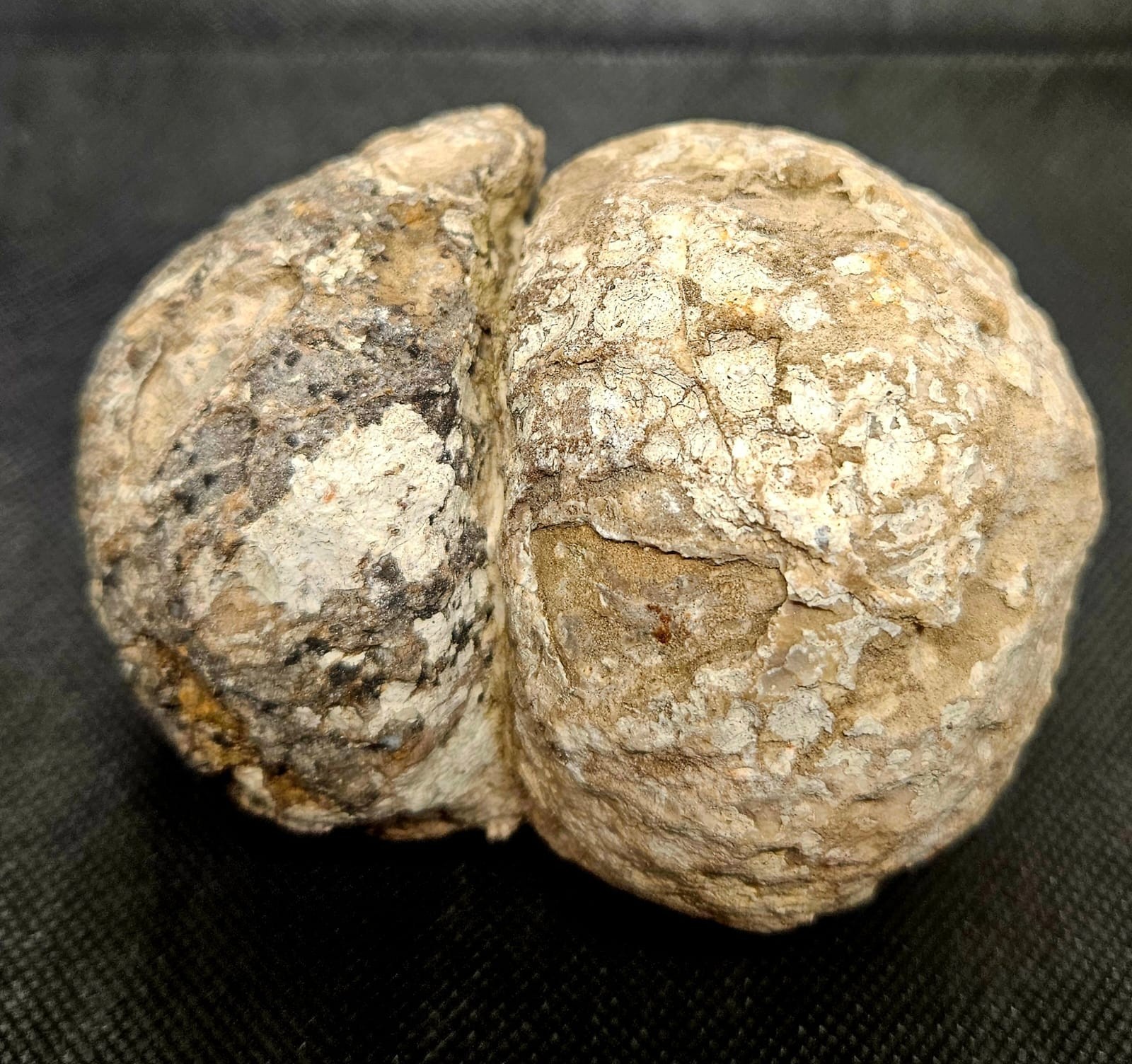 4290ct Massive  Unopened Natural Australian Huge Geode Gamble Thunderegg Mt Mays