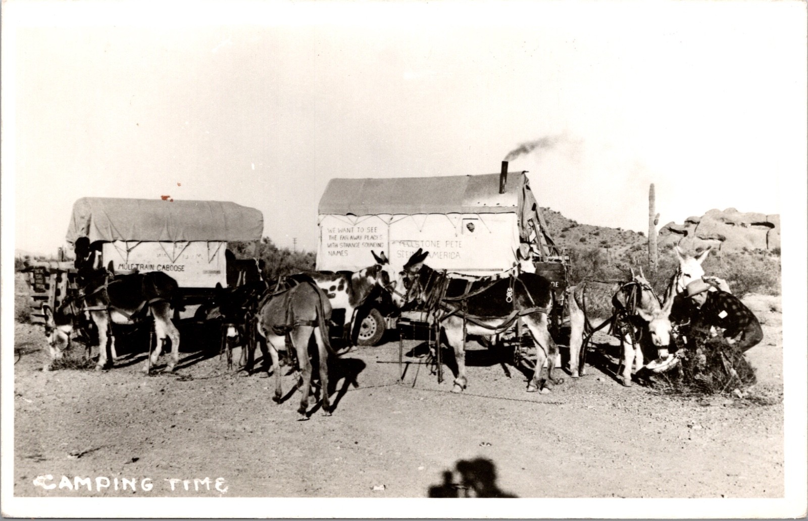 Camping Time Steelstone Pete Seeing America Mule Train Photo Postcard