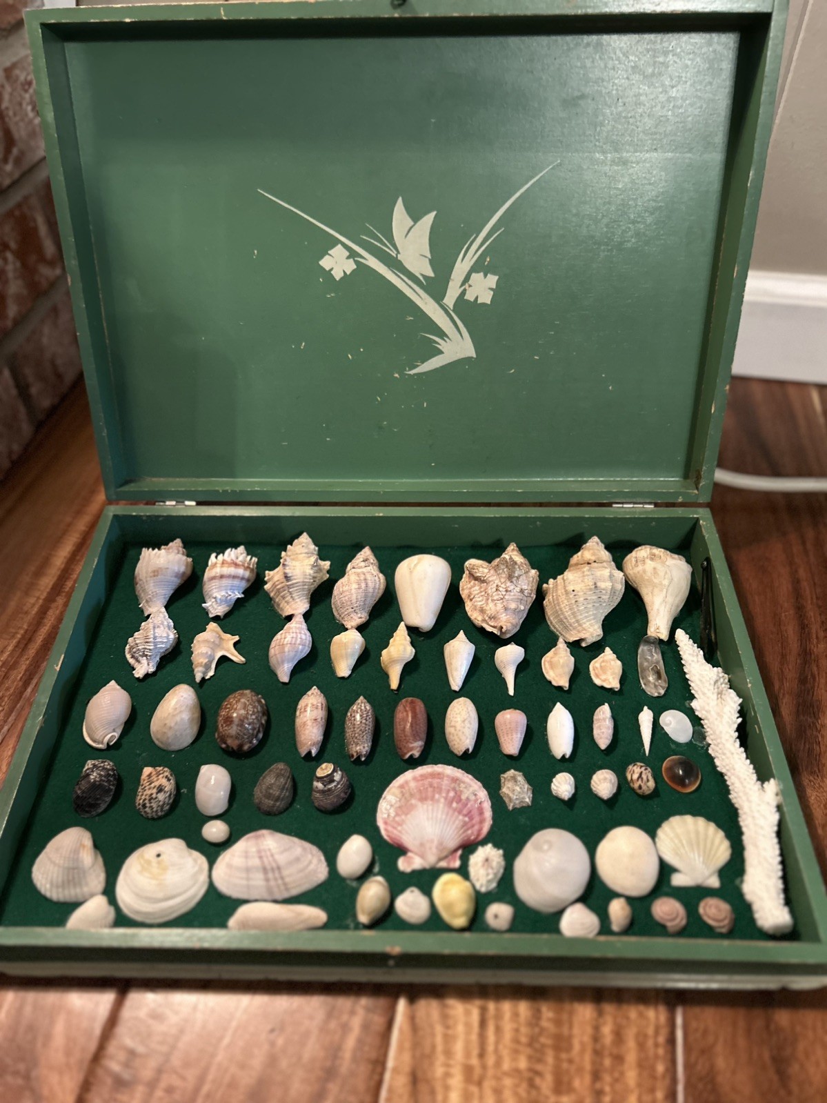 Unique Gorgeous Vintage Shell Collection / Display Box Unique Gorgeous Vintage Shell Collection / Display Box