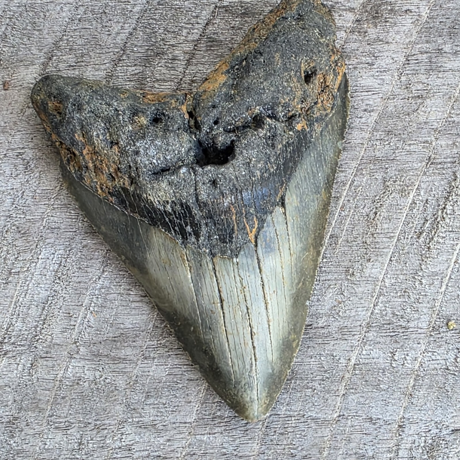 Megalodon Shark Tooth Fossil 4.57