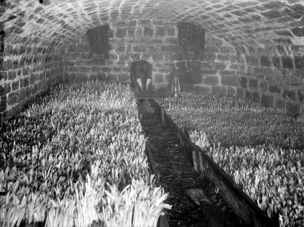 Boots Of Capuchin Friar's Beards In A Cellar France 1906 Old Photo