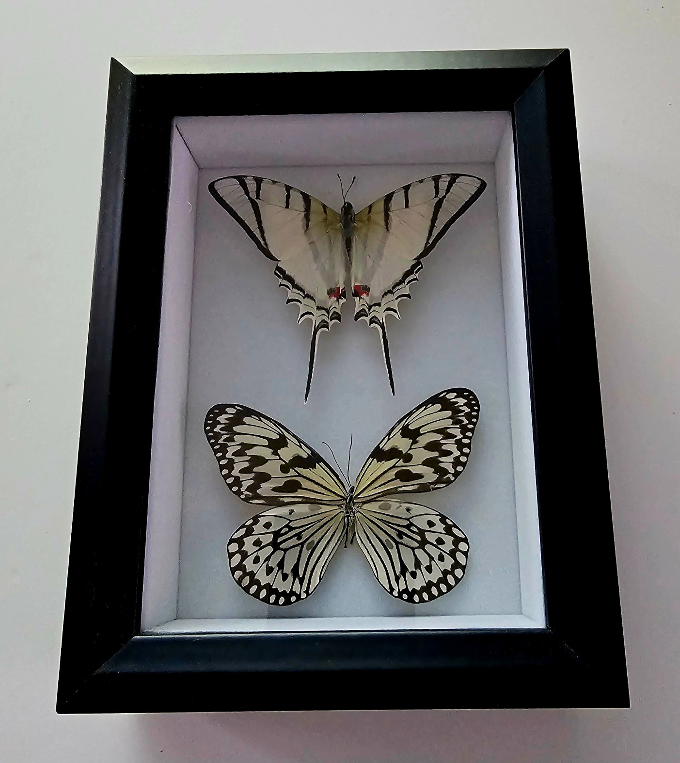 Framed Real Butterfly/Moth Specimen Display Picture Frame, Black, Approx. 8x10\ Framed Real Butterfly/Moth Specimen Display Picture Frame, Black, Approx. 8x10\