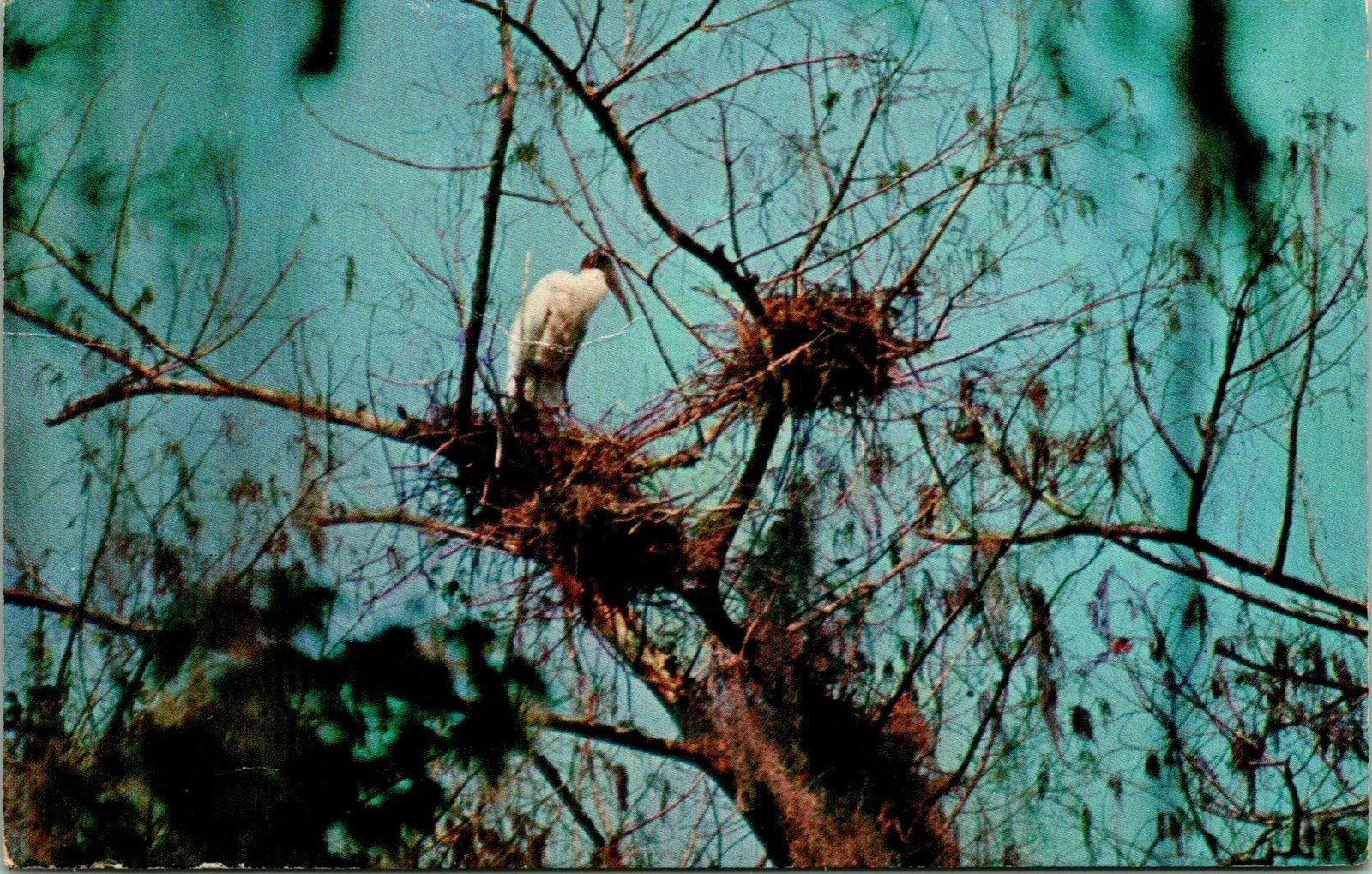 Florida Everglades Wood Stork Postcard Used (16085)