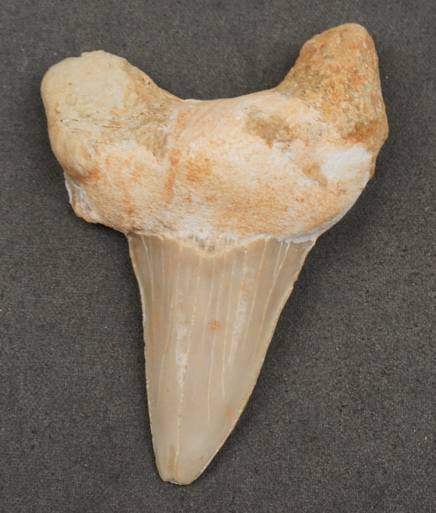 Large OTODUS Shark Tooth 2.28\