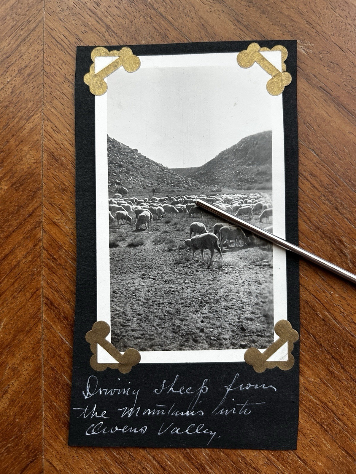 Vintage 1919 Driving Sheep from the Mountains into Owens Valley California Photo