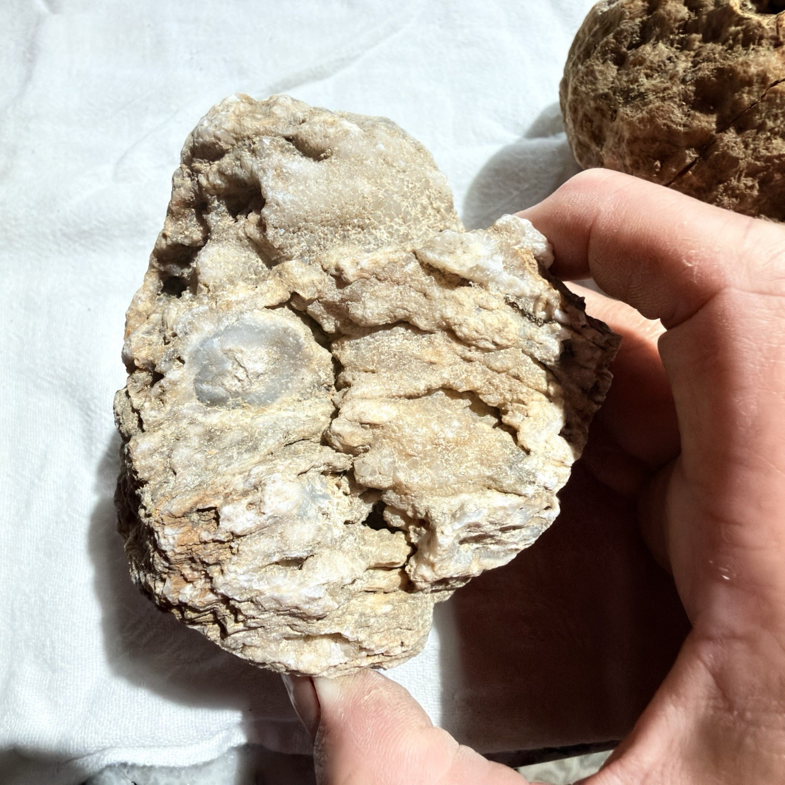 Kentucky Fossil Geode Druzy Quartz Crinoid Stem Fossils Natural Specimen 4” Kentucky Fossil Geode Druzy Quartz Crinoid Stem Fossils Natural Specimen 4”