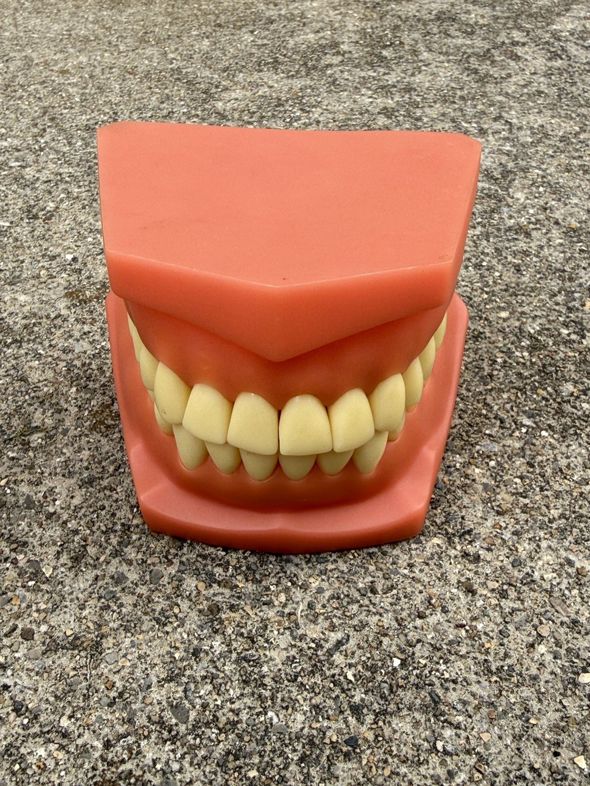 VTG Large Dental Articulating Jaw Teeth Mouth Model Gums Teeth Oversize Typodont