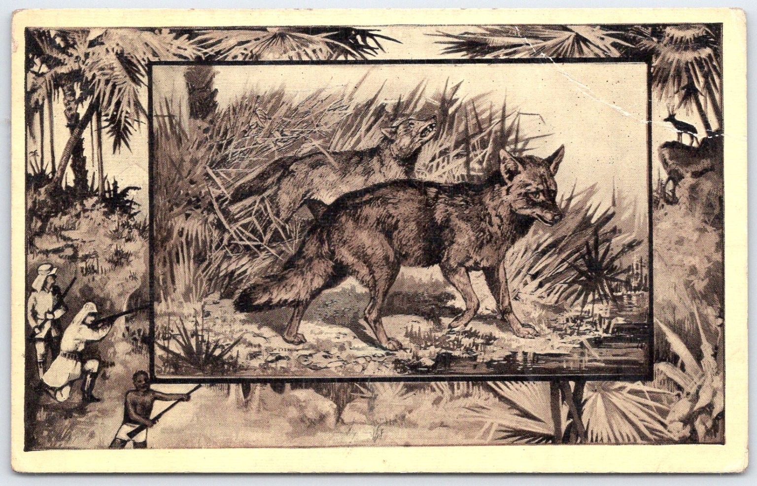 1909 Vintage Jackal Africa Wildlife Postcard by M.J. Mintz Chicago 1909 Vintage Jackal Africa Wildlife Postcard by M.J. Mintz Chicago