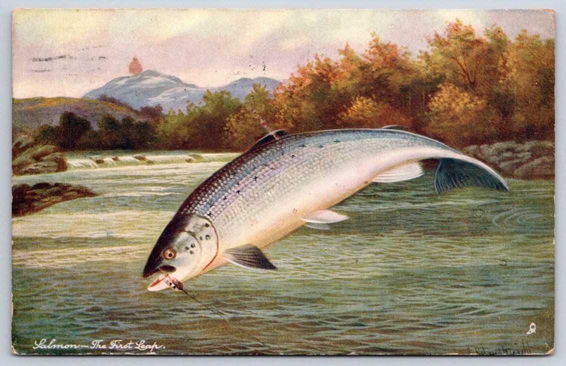 Lynn Antique Salmon the First Leap British Fish Tuck Oilette Art 1905