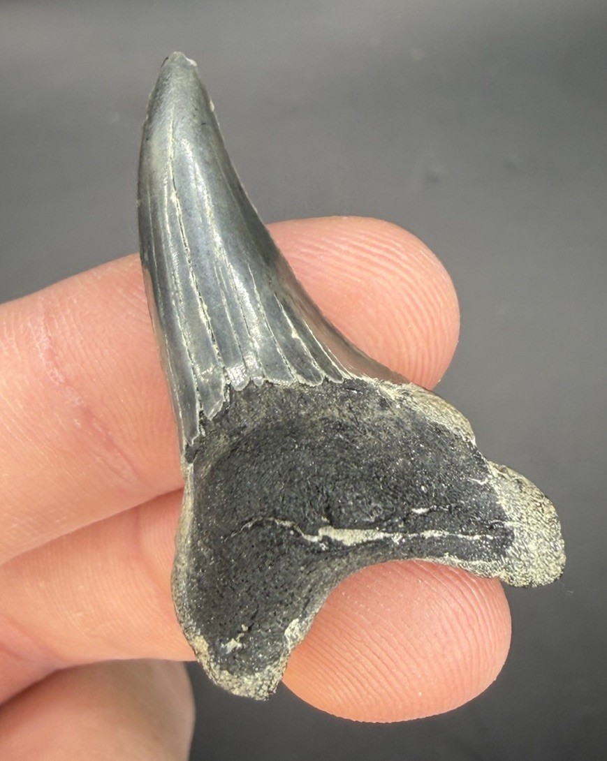 1.57” Juvenile Rare Paratodus Benedini Shark Tooth Fossil 1.57” Juvenile Rare Paratodus Benedini Shark Tooth Fossil