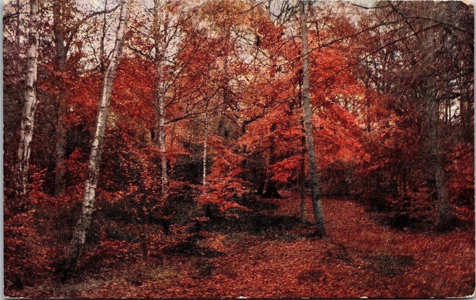 Burnham Beeches Autumn Fall Scene Forest Postcard VTG UNP Vintage Unused