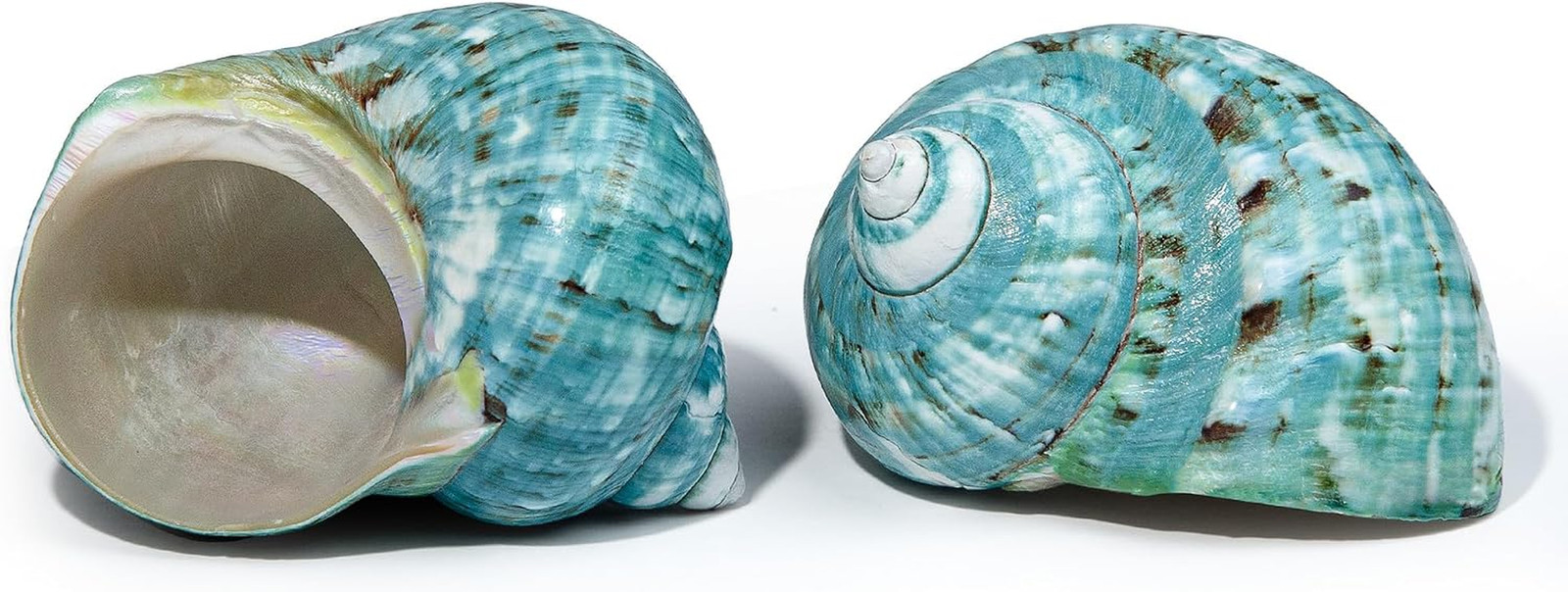 2 Pcs SINKOO Large Conch Shell, 4-4.5 Inch Natural Seashell Decor 2 Pcs SINKOO Large Conch Shell, 4-4.5 Inch Natural Seashell Decor