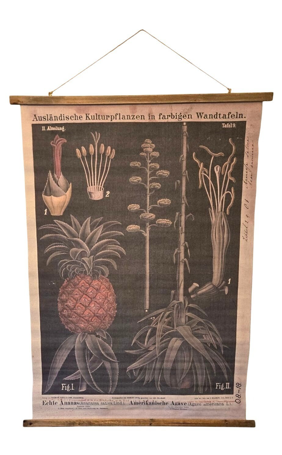 Vintage German Botanical Wall Chart Pineapple Agave Zippel Bollmann Reproduction Vintage German Botanical Wall Chart Pineapple Agave Zippel Bollmann Reproduction