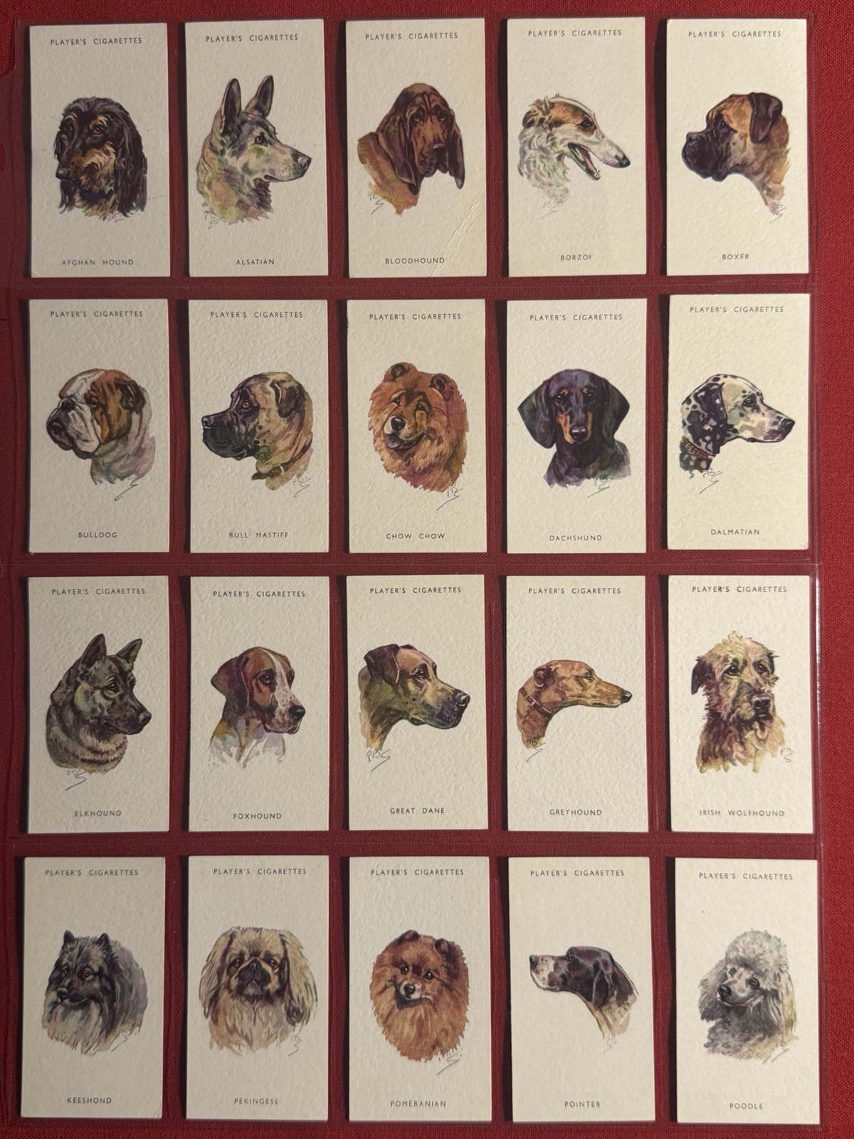 1930'S JOHN PLAYER DOG HEADS-VERY RARE UNISSUED FULL 50 CARD SET-VG+EX-MT-WOW