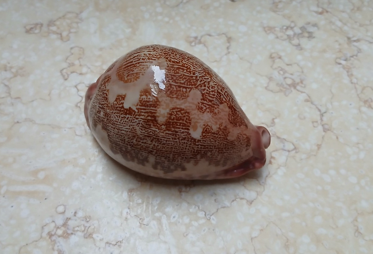F Cypraea mappa rosea singularis VERY HUGE natural glossy rare 85.6mm F++++ F+++ F Cypraea mappa rosea singularis VERY HUGE natural glossy rare 85.6mm F++++ F+++