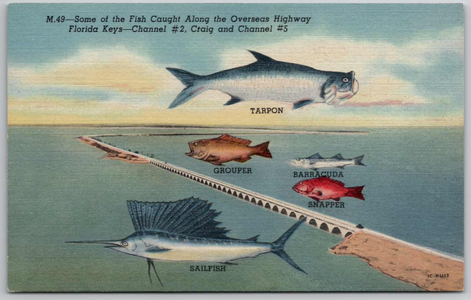 c1951 Postcard Fish Caught Overseas Highway Florida Keys FL Channel Tarpon UNP