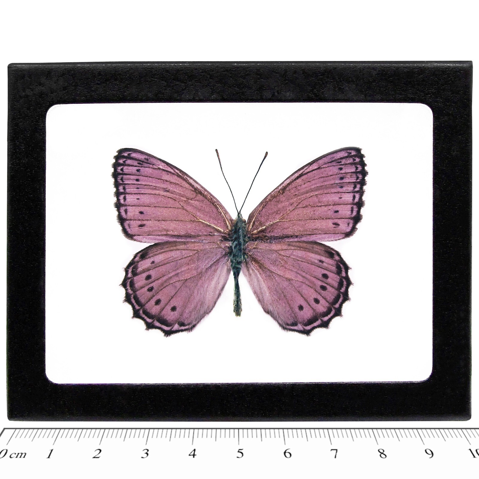 Crenis pechueli RECTO pink purple butterfly Africa FRAMED