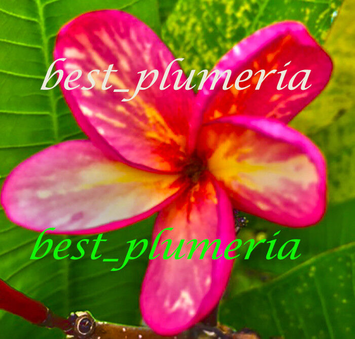 New Plumeria Seeds/Flowers/ Mekmok 100 Seeds Rare