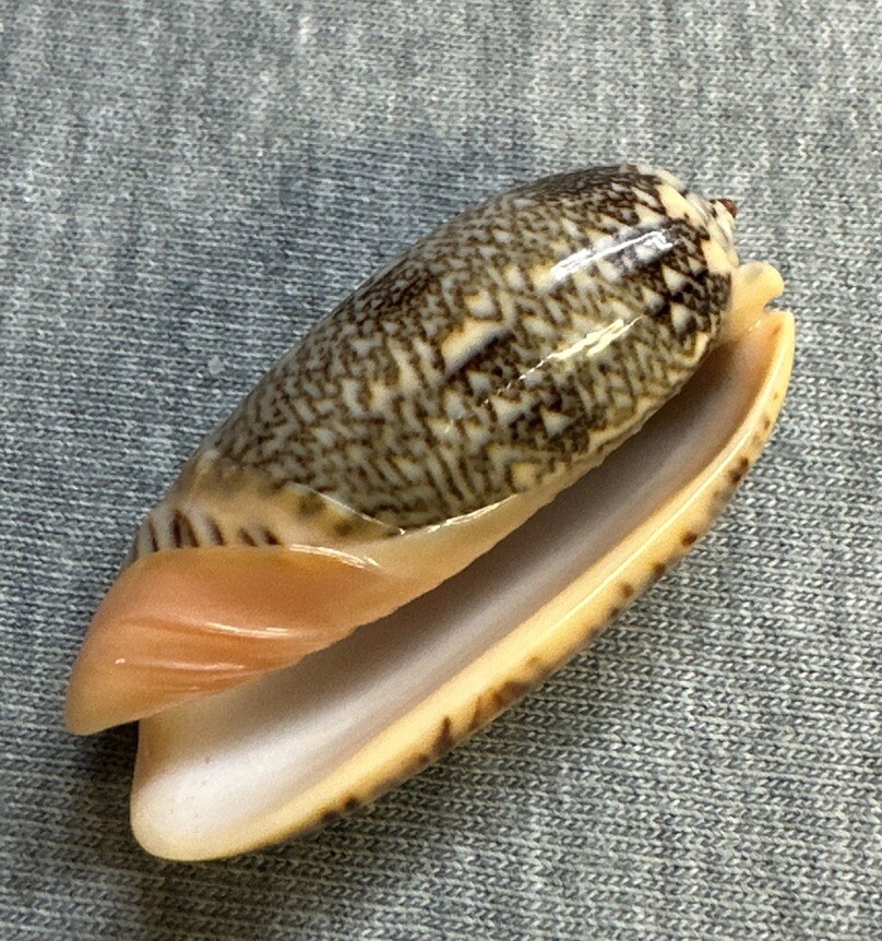*Oliva reticulata (Blood Olive) 38mm 