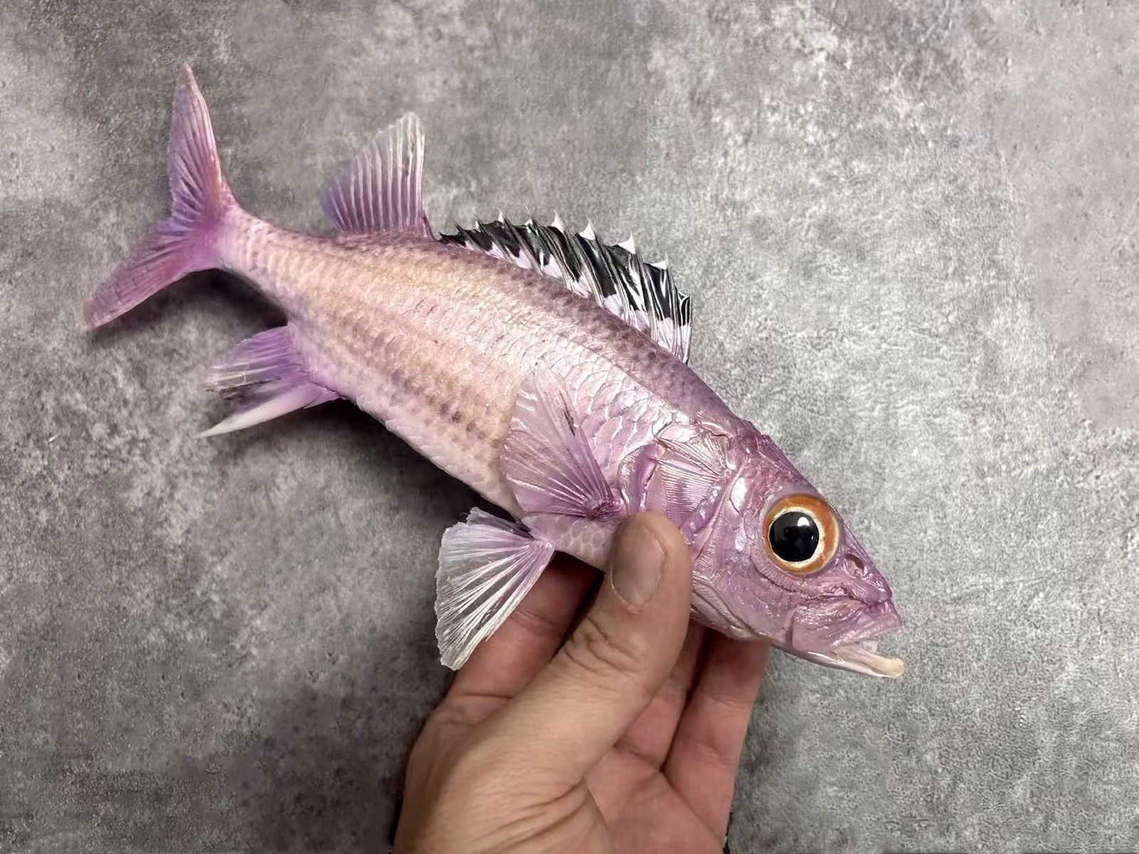 Black Squirrelfish Neoniphon opercularis Taxidermy Real Fish Skin Mount Black Squirrelfish Neoniphon opercularis Taxidermy Real Fish Skin Mount
