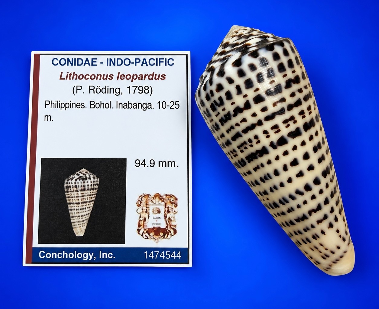 Large Conus leopardus 94.9mm  Leopard Cone Shell w/data label
