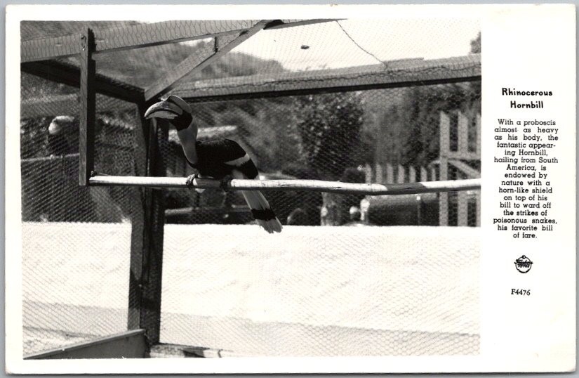 c1940s CATALINA BIRD PARK California  Photo RPPC Postcard 