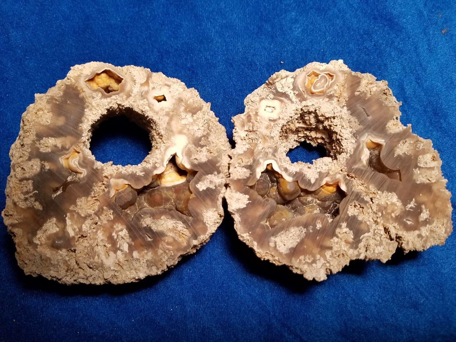 Agatized Florida Coral Geode Vtg. Match Pair, Tampa Bay. 4\