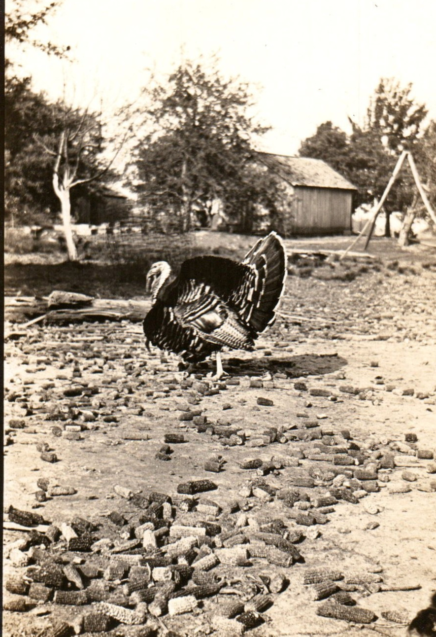 Fat Turkey & Corn, Sam Wolf Farm, Bluffton, IN Antique Real Photo Postcard RPPC