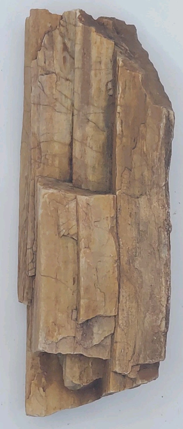 Utah Petrified Wood 1/2lb Branch Bark Wood Grain 4 1/2\