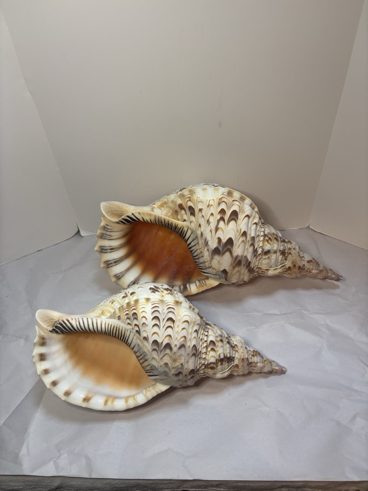 Pair Extra Large Sea Shell Triton's Trumpet / Tritonis / Charonia Shell