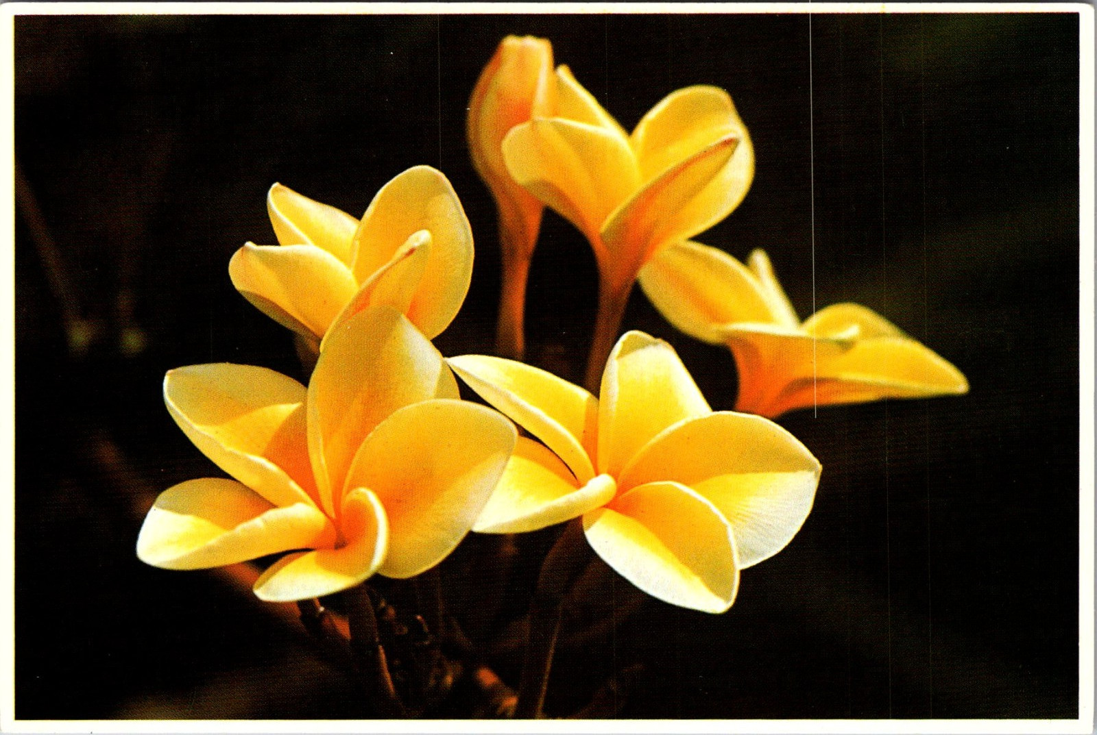 Yellow Plumeria Blossoms Most Popular Vintage Postcard TP14-18 Yellow Plumeria Blossoms Most Popular Vintage Postcard TP14-18