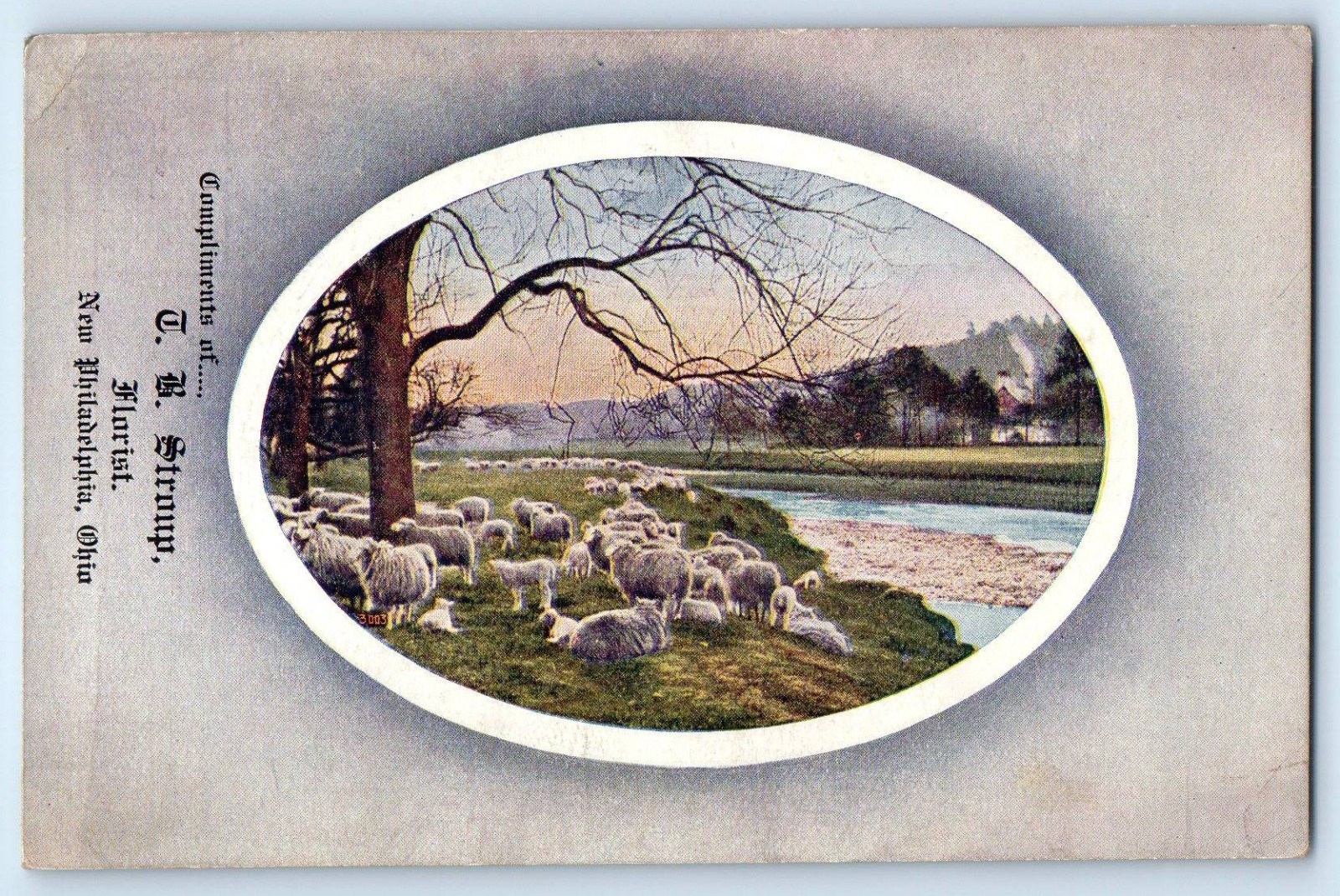 1910 New Philadelphia Ohio OH Vintage Postcard Stroup Florist Compliments Sheep